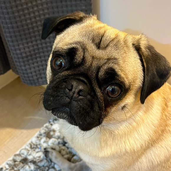 Meet your Posher, Nicole - Picture 1 of 2